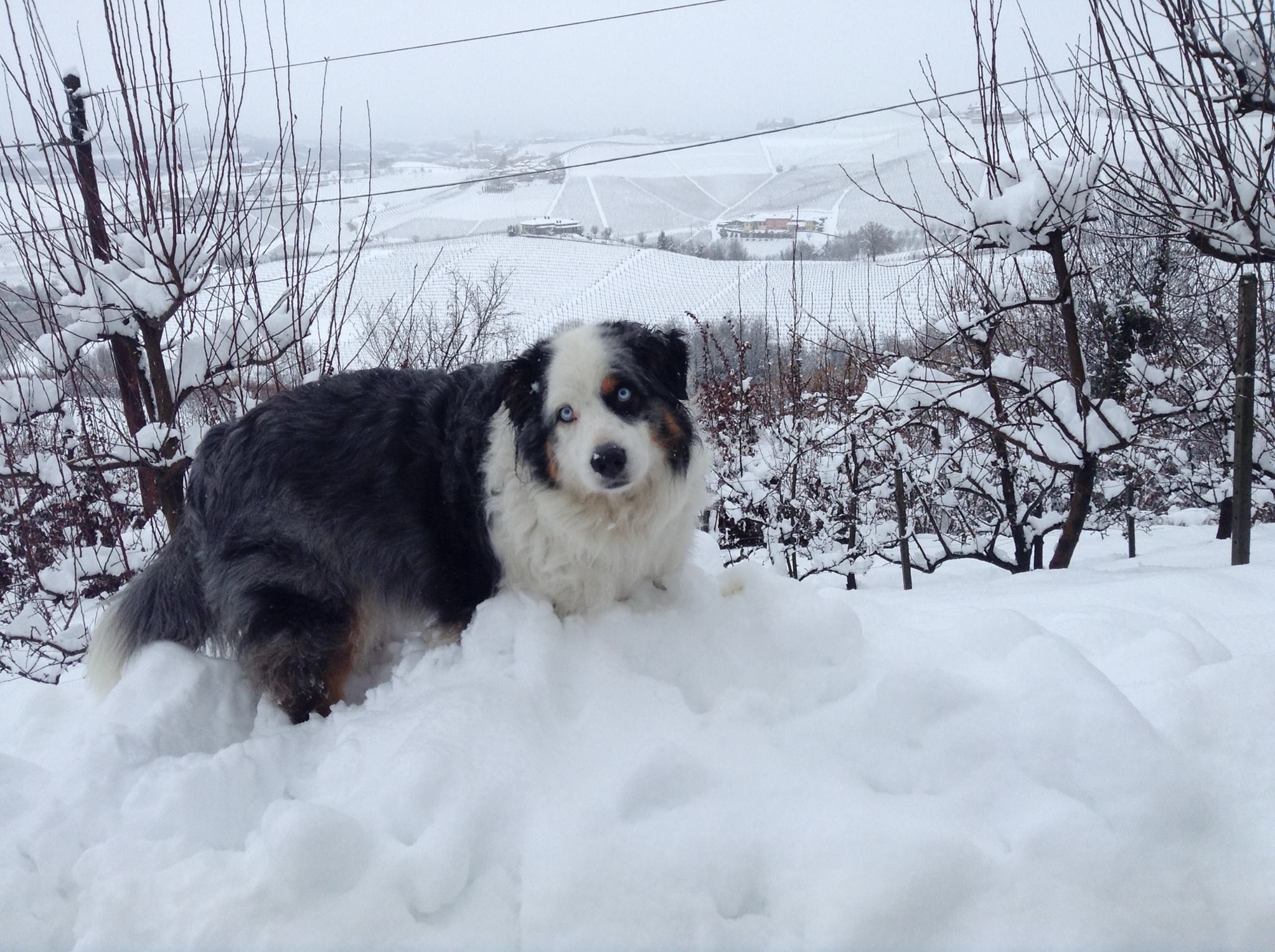 Piemonte:  sneeuw is de natuurlijke vriend! Wijnboeren worden sneeuwruimers! 