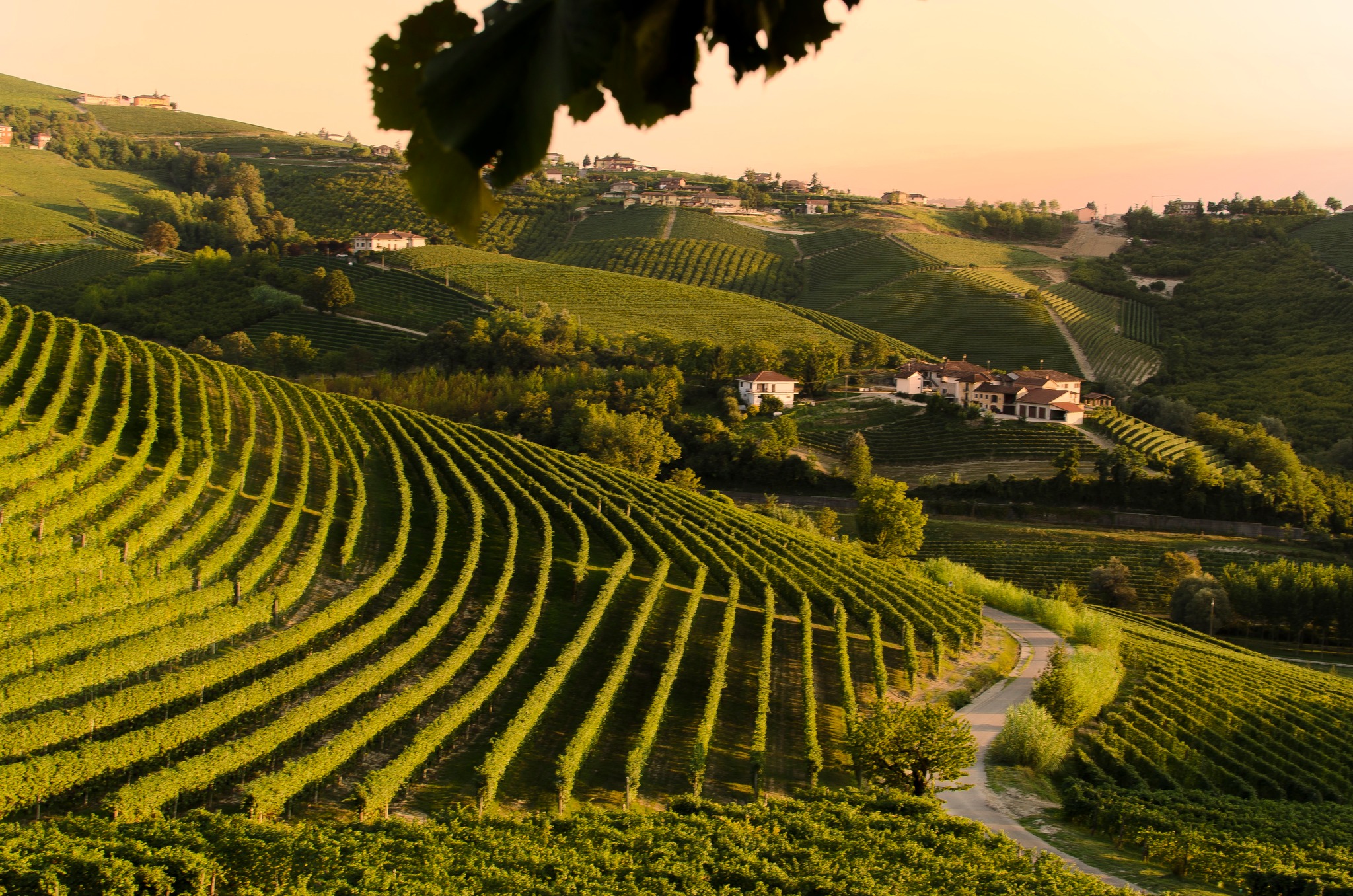 Wine business Piedmont in restructuring!