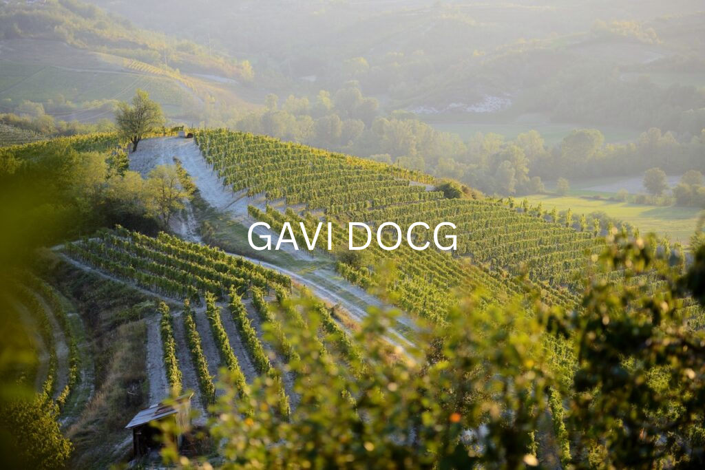 GAVI DOCG: unique terroir with 1600 hectares and 7 million bottles!