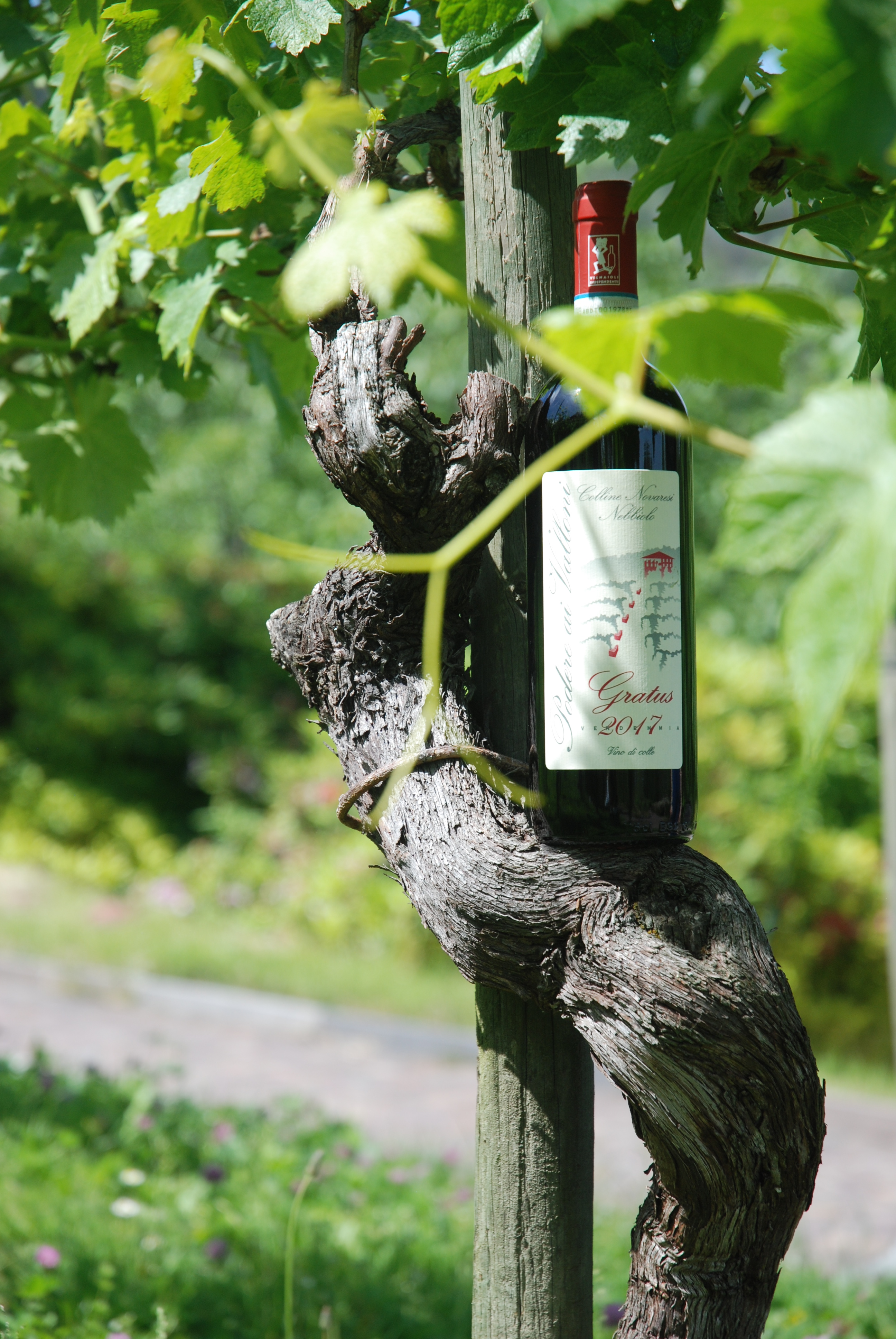 Biologisch wijn: waar zit het verschil met de traditionele wijnbouw?