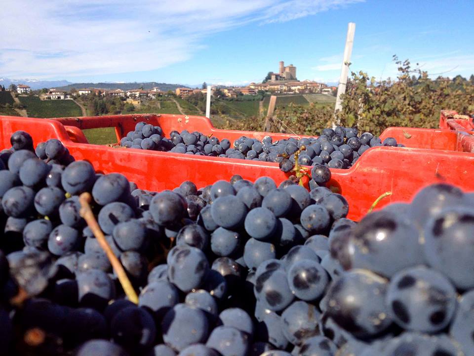 Nebbiolo, de parel van Piemonte.  Feiten en cijfers in en buiten de productiezone