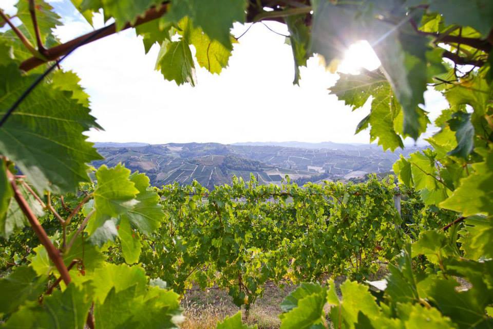 Langhe, Roero en Monferrato verbonden zich met Bourgondië om de Unesco heuvels te verdedigen