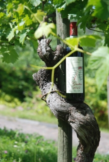 Organic wine:  what is  the difference with traditional wine production?