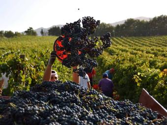 De vermelding Piemonte komt op de etiketten van de DOP Roero en Alta Langa. 