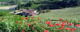 Malvira